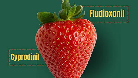 Report shows high rate of pesticides in strawberries Image