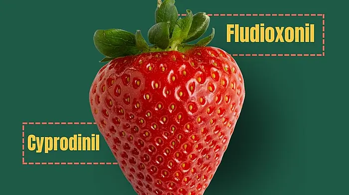 Report shows high rate of pesticides in strawberries Image