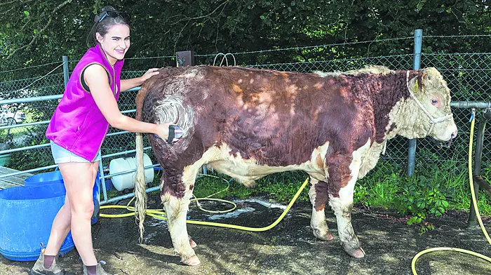 Julie Cronin from Drimoleague washing her Hereford prior to judging at the Dunmanway Agricultural Show.   (Photo: David Creedon)