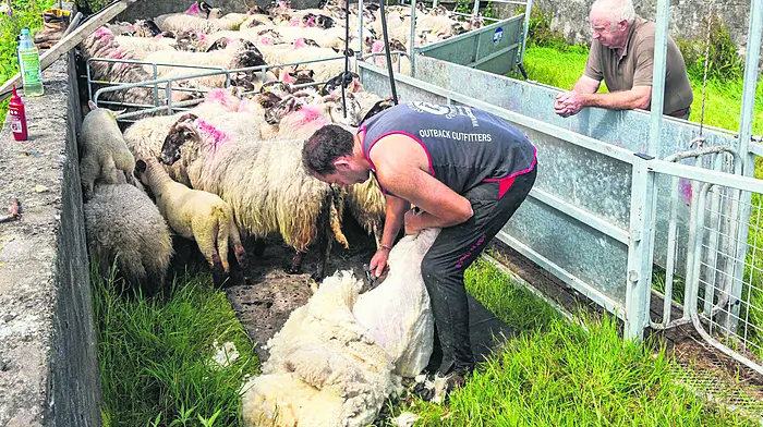Johnny Ward shearing a herd of 70 sheep for sheep farmer John O'Sullivan in Gloun, near Schull.  (Photo: Andy Gibson)