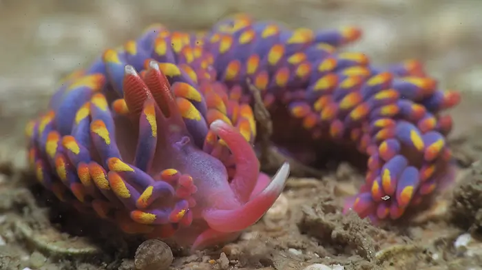 WILDLIFE: A sluggish search along the rocky shore Image