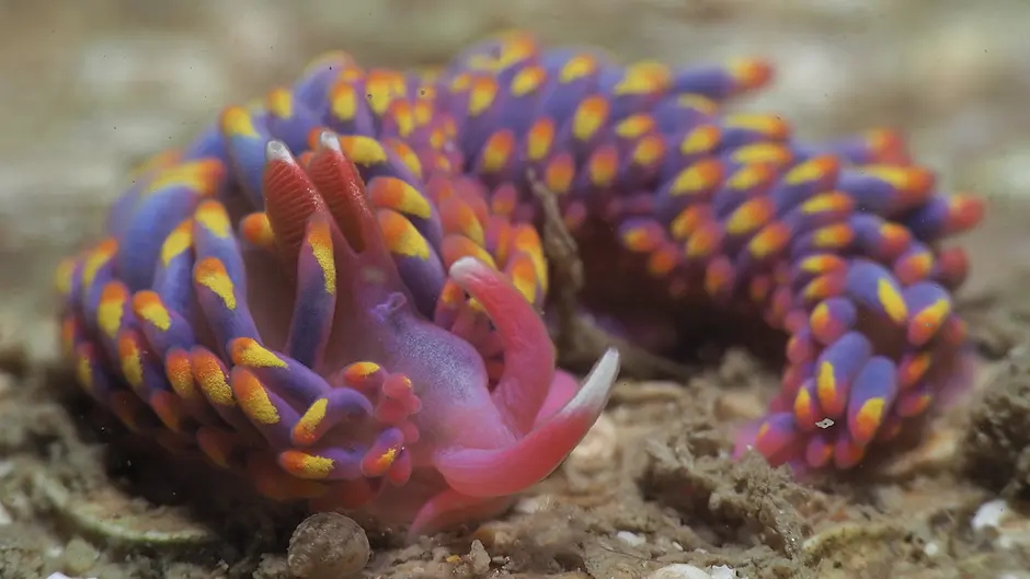 WILDLIFE: A sluggish search along the rocky shore Image
