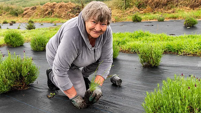 Cape Clear, West Cork, Ireland. 27th Jun, 2026. The third Annual Lavender Festival takes place on Cape Clear, West Cork, this weekend. Hundreds of tourists descended on the island to visit the festival, with lavender as the main theme. Replanting new lavender for the next harvest was Vera Arkisha from Cape Clear. Picture: Andy Gibson.