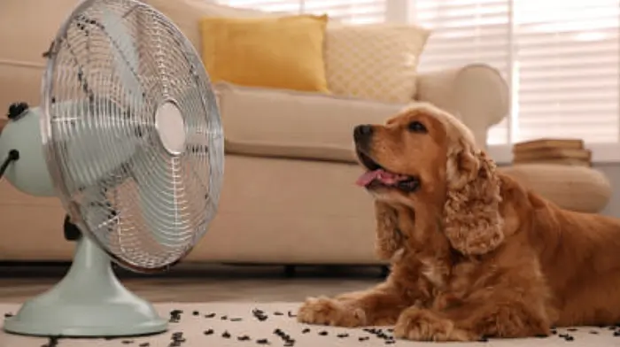 Pet owners and farmers urged to protect their animals from heat Image