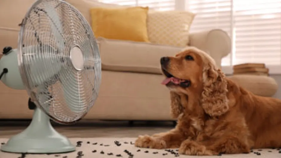 Pet owners and farmers urged to protect their animals from heat Image