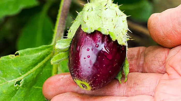 GARDENING: Taking time out to enjoy a special time of year Image