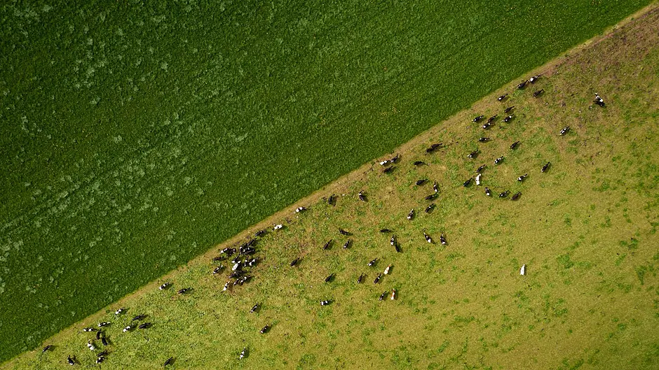 Farm incomes ‘in recovery’ as Teagasc survey records gains Image