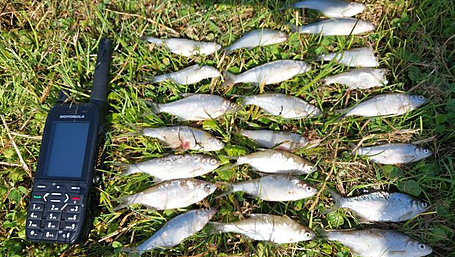 Inland Fisheries probing serious incident with 400 bream left dead in lake near Dunmanway Image