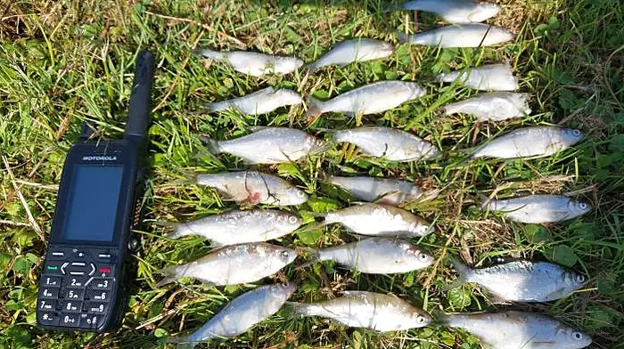 Inland Fisheries probing serious incident with 400 bream left dead in lake near Dunmanway Image