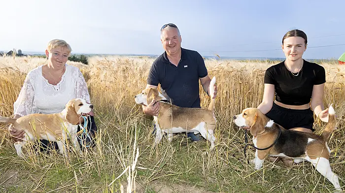 Pictured at the launch of this years De Courcey Classic & Vintage Club Harvest Working Day are Robbie, Gillian and Sarah O'Sullivan with their Foot Beagals promoting the upcoming Dog Show to be held at the Harvest Working Day on the August Bank Holiday Monday.