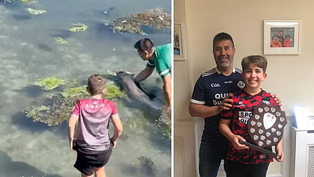 WATCH: Dolphin caught up in seaweed is rescued in Courtmacsherry Image