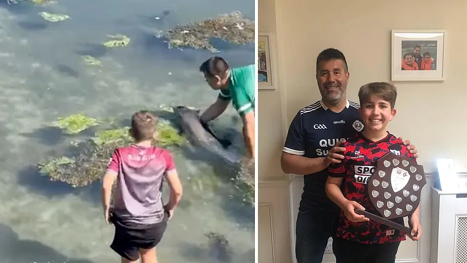 WATCH: Dolphin caught up in seaweed is rescued in Courtmacsherry Image