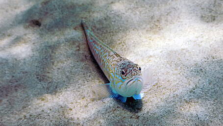 WOMAN ON THE VERGE: Keeping a cool head in the sea Image