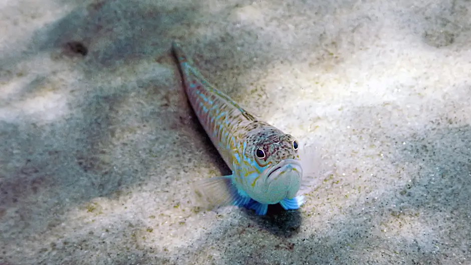 WOMAN ON THE VERGE: Keeping a cool head in the sea Image