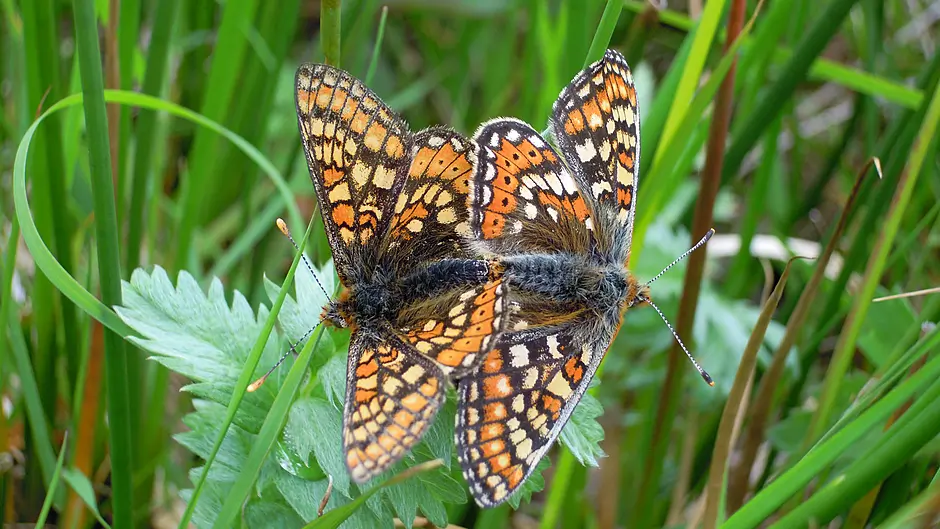 Nature knows: How one farm in Eyeries is now a 73-acre sanctuary for rare species Image