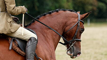 From livestock to live music the Carbery Show is ready to go Image