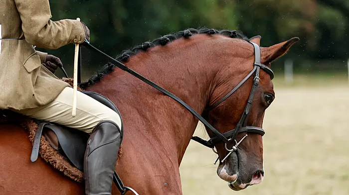 From livestock to live music the Carbery Show is ready to go Image