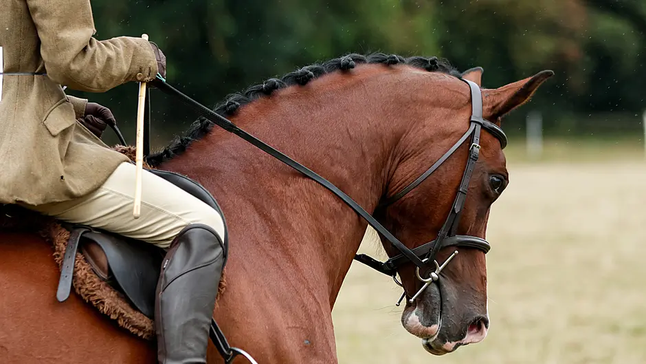 From livestock to live music the Carbery Show is ready to go Image