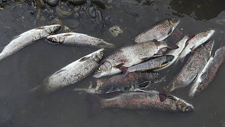Protocols established for responding to major fish-kill incidents after Blackwater investigation Image