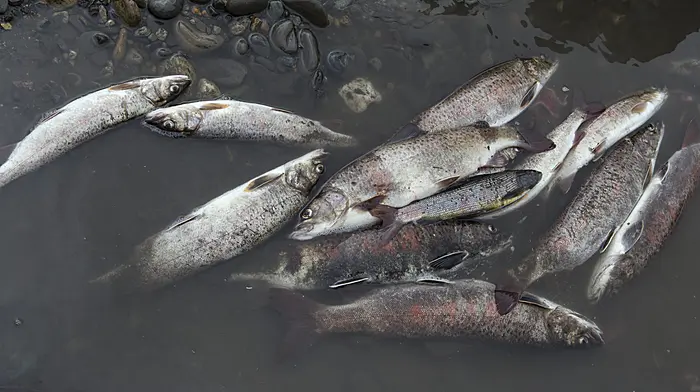 Protocols established for responding to major fish-kill incidents after Blackwater investigation Image