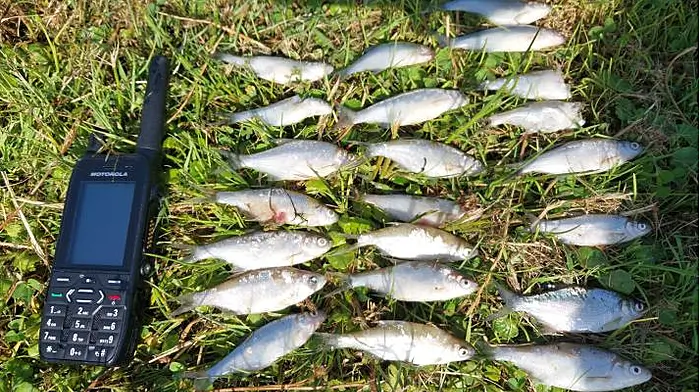 Several hundred fish killed at Dunmanway lake Image