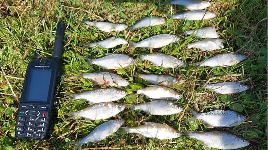 Several hundred fish killed at Dunmanway lake Image
