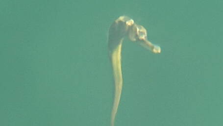 Pipefish pops up in waters off Whiddy Island Image