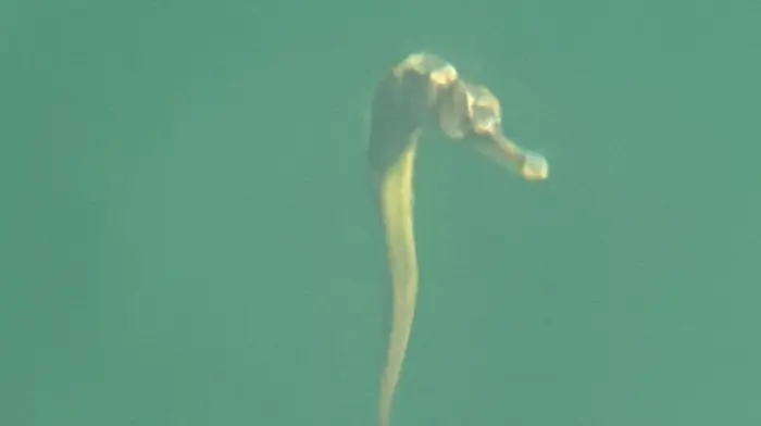 Pipefish pops up in waters off Whiddy Island Image