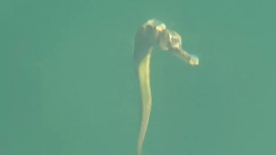 Pipefish pops up in waters off Whiddy Island Image