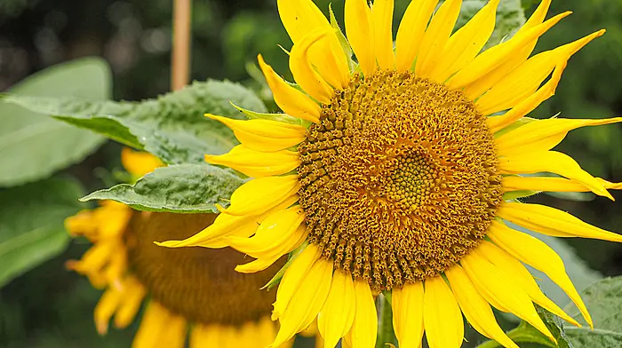GARDENING: Work with the weather conditions we have Image