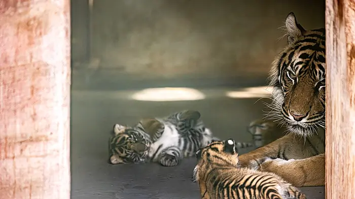 Fota Wildlife Park celebrates rare double birth of critically endangered tiger and lion cubs  Image