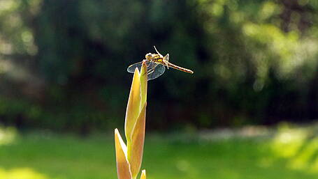 Reader’s Picture of the Week Image