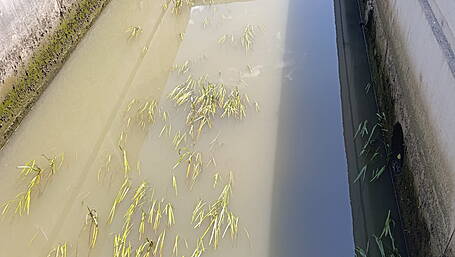 Uisce Éireann asked to investigate suspected pollution in Skibbereen river Image