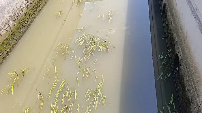 Uisce Éireann asked to investigate suspected pollution in Skibbereen river Image