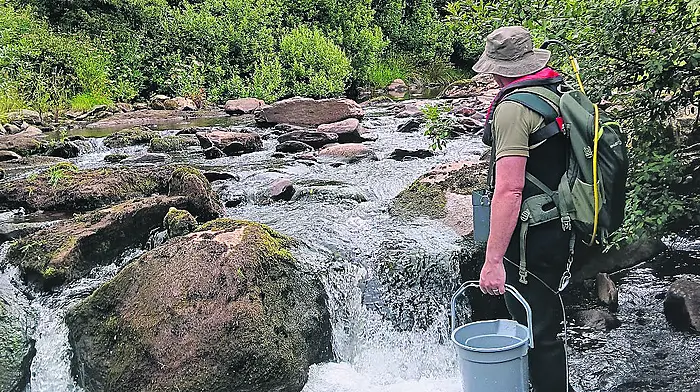 Farmed salmon genes found in wild stock in a West Cork river Image