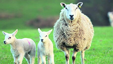 From Farm to Fork ponders organics future Image