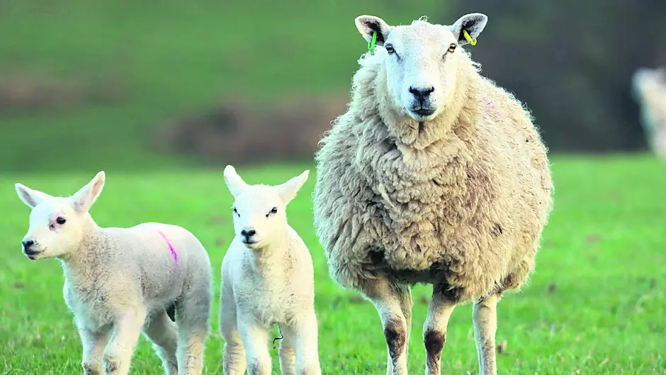 From Farm to Fork ponders organics future Image