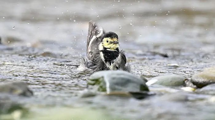 WILDLIFE: Wildlife in warm weather - winners and losers Image