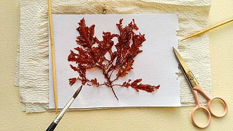 Spotlight on crafts for popular Ellen Hutchins Festival this year Image