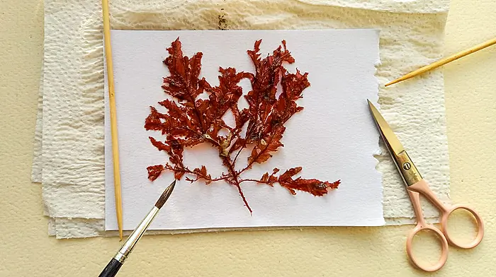 Spotlight on crafts for popular Ellen Hutchins Festival this year Image
