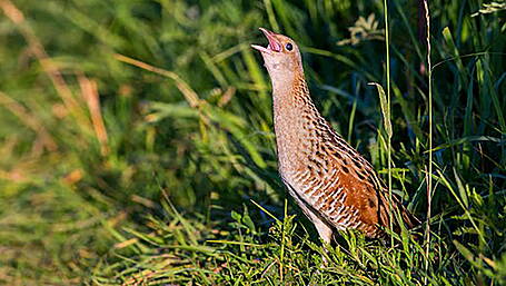 Breeding corncrake returning to White’s Marsh after absence of more than 50 years Image