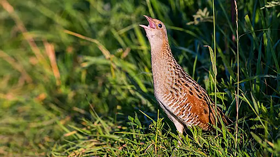 Breeding corncrake returning to White’s Marsh after absence of more than 50 years Image