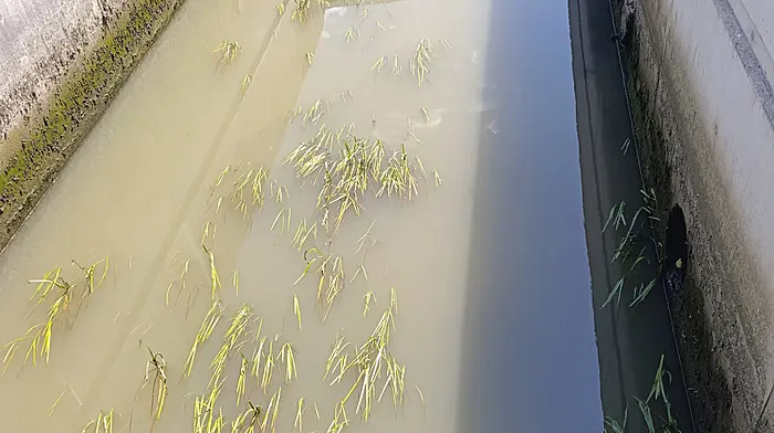Skibbereen water investigated over pollution reports Image