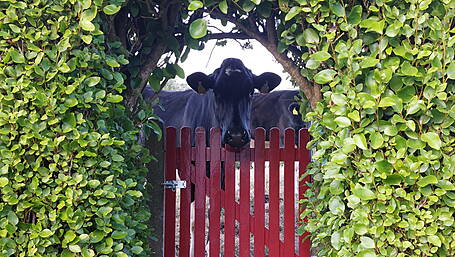 Reader’s Picture of the Week Image