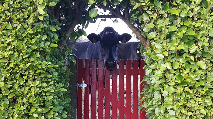 Reader’s Picture of the Week Image