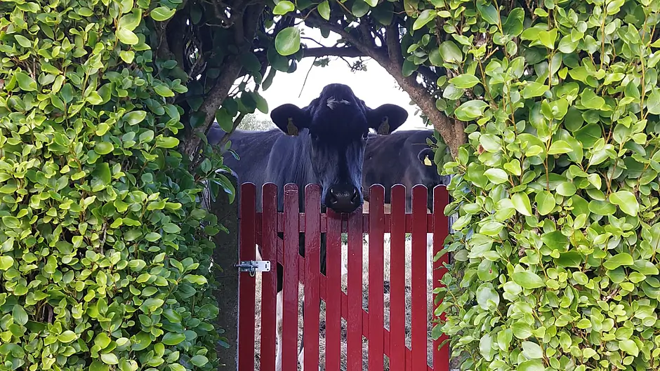 Reader’s Picture of the Week Image