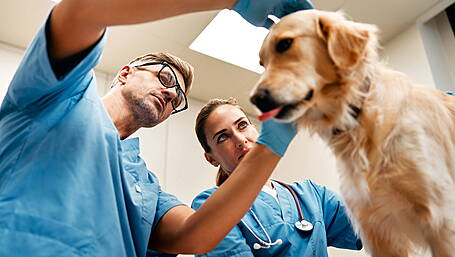 WOMAN ON THE VERGE: Vet’s scales causing me dog mom guilt Image