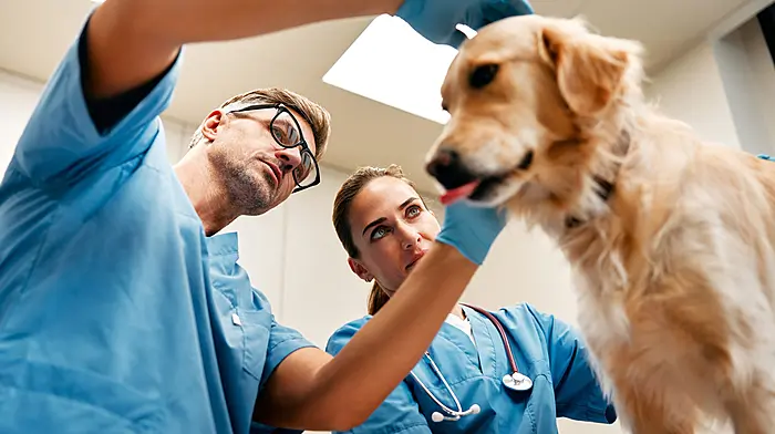 WOMAN ON THE VERGE: Vet’s scales causing me dog mom guilt Image