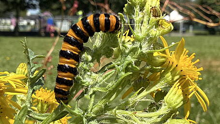 WILDLIFE: West Cork wildflower wonders this August Image