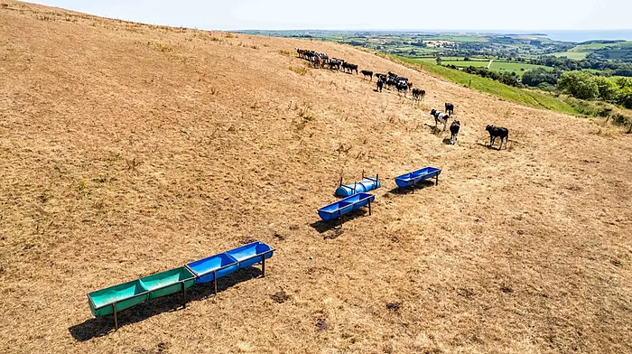 Drought forces farmers into winter silage reserves, prompting calls for emergency supports Image